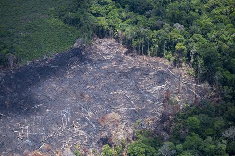 desmatamento na amazonia 2010